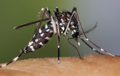 Consells per evitar la proliferació del mosquit tigre
