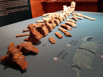 El 5 de febrer, visita guiada i gratuïta al Museu de la Pell
