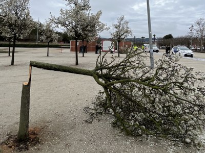 L’Ajuntament d’Igualada condemna el nou acte vandàlic de tala d’arbres al parc de Valldaura i Policia Local i Mossos d’Esquadra treballen per esbrinar l’autoria dels fets