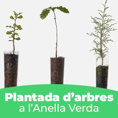 L’Ajuntament d’Igualada organitza una plantada d’arbres a l’entorn de l’Anella Verda el proper 3 de març