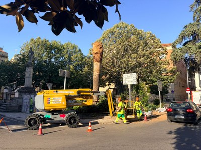 L’Ajuntament d’Igualada retira la palmera de la plaça del Rei com a mesura preventiva