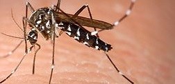 Mosquit Tigre